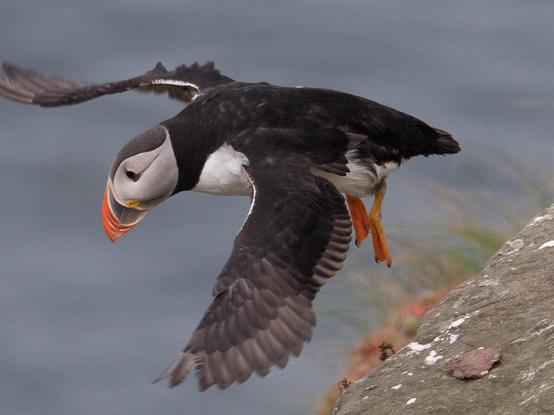 Vollformatiges Foto von einem Papageientaucher, der mit ausgebreiteten Flügeln von einem Felsen zum Flug startet