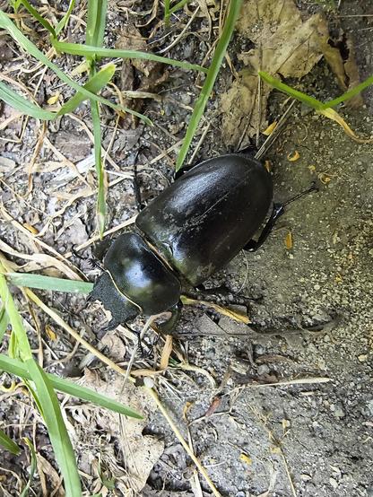 Female stag beetle