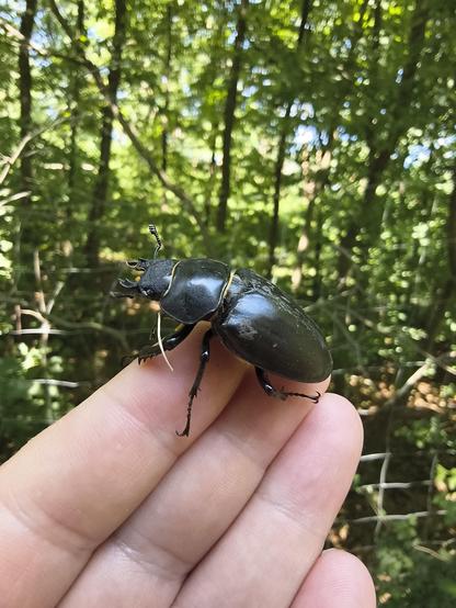 A female stag beetle