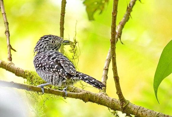 male Barred Antshrike