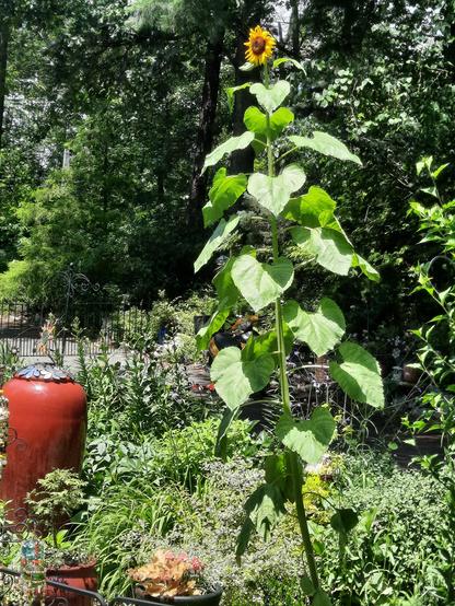 Lush garden featuring a red urn fountain and a gigantic sunflower