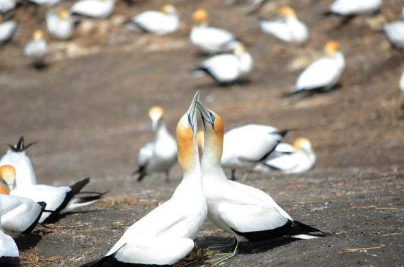Australasian Gannets