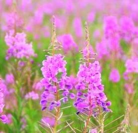 A field of beautiful purple lavender colored flowers 