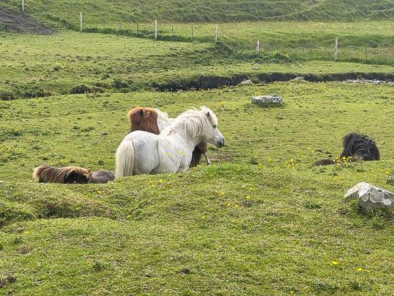Shetland pony group