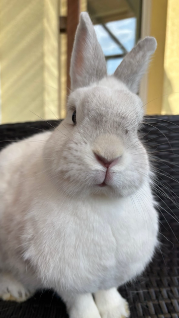 A cute bunny in a chair staring at the camera 
