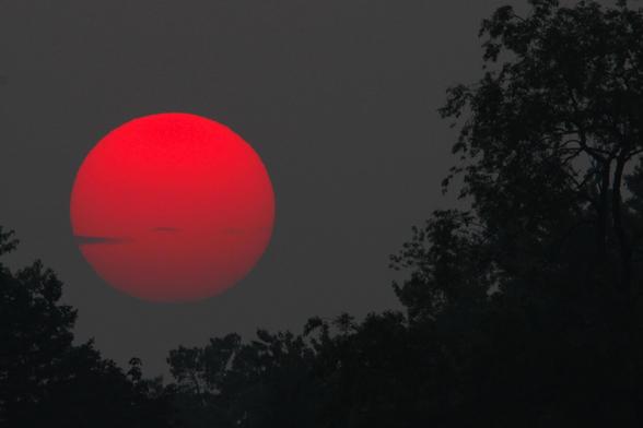 Sunset photograph of a large pale red Sun in a grey sky setting into a low spot among leafy treetops.