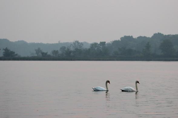 Photograph of two mute swans on a lake with smoke and haze softening the trees in the background.