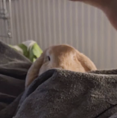 Caught sneaking 