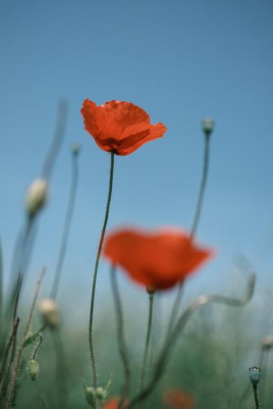 Close-up of a vibrant red poppy flower standing tall against a clear blue sky, with other blurred poppies and stems in the background creating a dreamy, soft-focus effect.

