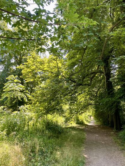 A shaded dirt path runs through a lush, green area with trees and tall grass. Sunlight filters through the leaves, creating a serene atmosphere.