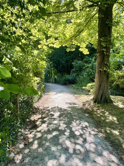 A scenic pathway lined with lush green trees, casting dappled sunlight onto the ground. The path is surrounded by vibrant foliage and a fence on one side, creating a serene, natural atmosphere.