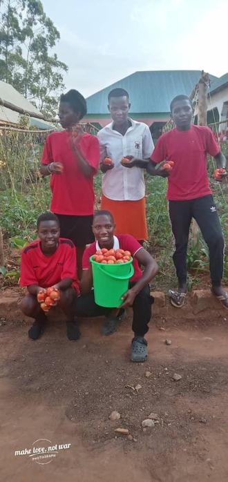 A harvest of tomatoes from the tomato garden 
