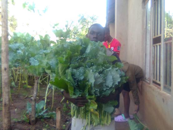 A vegetable harvest from the vegetable garden 