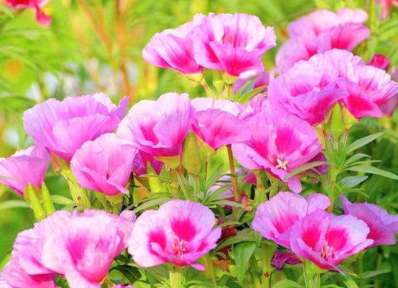 Beautiful pink wildflowers 