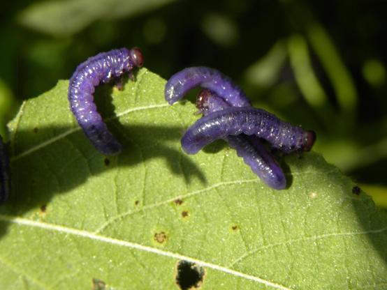 Larvas similares a las orugas, de color violeta.