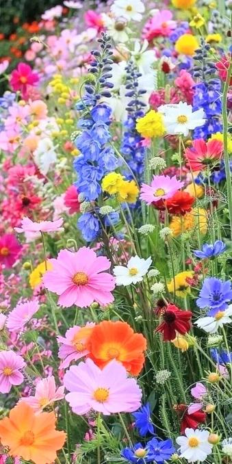 A multi colorful field of wild flowers 