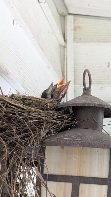 Two baby robins in a nest