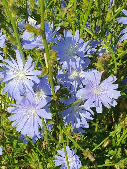 Mehrere Blüten einer Wegwarte [cichorium intybus; chicory].