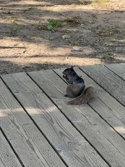 A cute brown squirrel sitting on a boardwalk at the beach eating something that looked like a nut. 

The squirrel’s bushy tail is fanned out to the side of this peaceful little creature, and you can see the shadows of the leaves from a nearby tree on the boardwalk as well as the soil and sand behind it. 