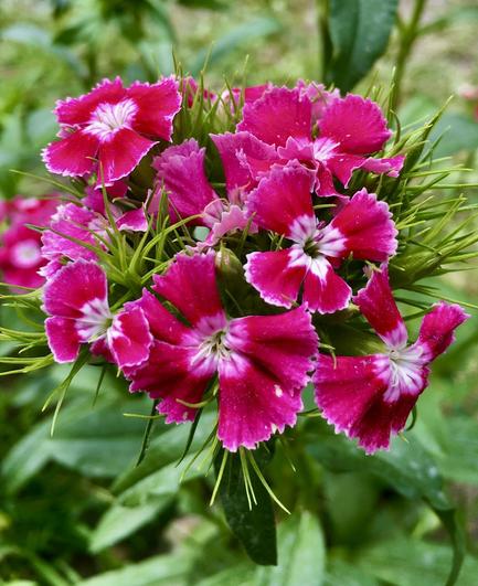 pink flowers