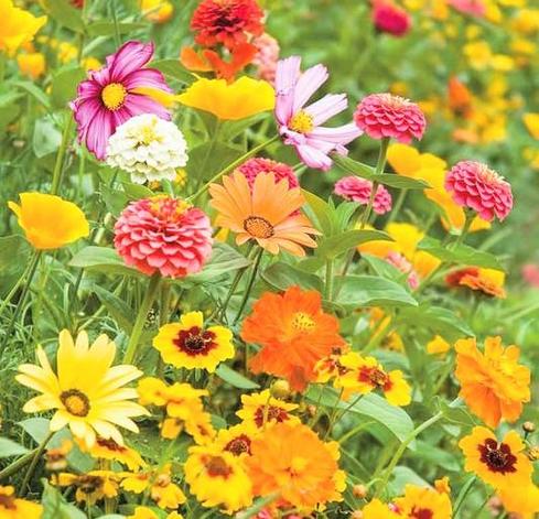 A multitude of colorful wild flowers 