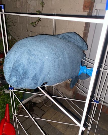 Photo of a Blåhaj, which is a 2m stuffed shark cuddly toy, balanced on a clothes airer on a patio.