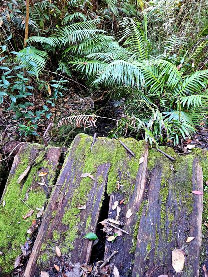 Four wooden slabs with bent nails, some rotted through, crossing a small ferny creek. Moss is growing on the slab ends. Dharug and Gundungurra country.