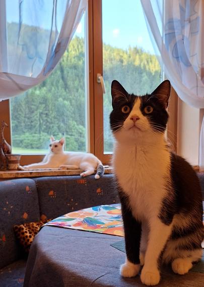 Weisse katze liegt im Hintergrund auf einer fensterbank dahinter ist wald zu sehenm vorne im bild eine schwarz weisse tuxedo katze mit pinker nase