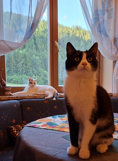Weisse katze liegt im Hintergrund auf einer fensterbank dahinter ist wald zu sehenm vorne im bild eine schwarz weisse tuxedo katze mit pinker nase