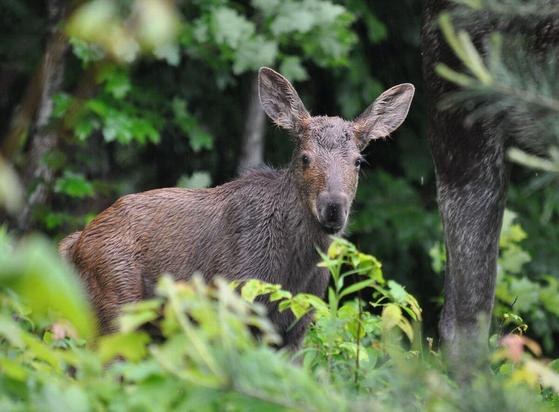 Moose calf
