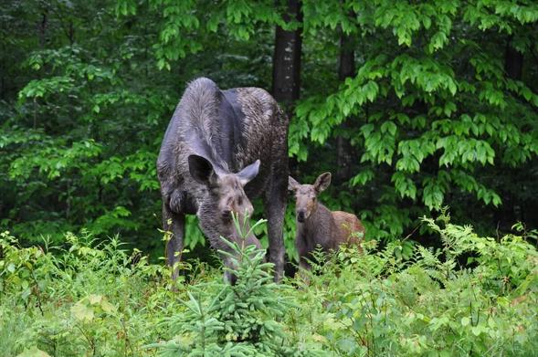 Moose calf and mom