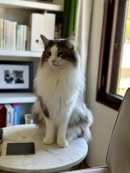 Thor, a fluffy grey and white bicolor half-Ragdoll cat sitting in front of a window in a small round white marble side table. Behind him is a green curtain and on the left is a white painted bookcase full of books, games, and photos. A small square coaster rests at his feet on the side table. 