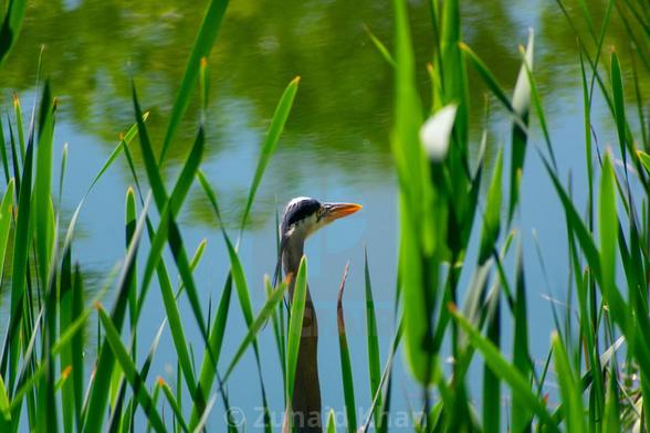 Great Blue Heron on the edge of a wetland.