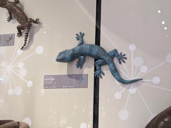 Gecko Tokay