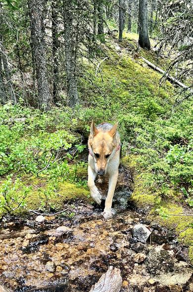 the steep descent down Mt. Maurice trail offers 3 little stream crossings, very necessary. 