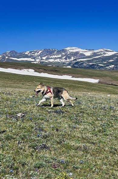 why Sundance looks rite at home here 3100m Line Crk. Plateau. so good to be back in our preferred habitat