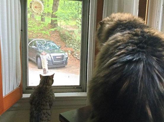 Seen from the back, with a large longhaired cat in the foreground and a smaller brown tabby staring out a window at a car parked nearby, illustrating Dear Pammy, How can I tell if my cat misses me?