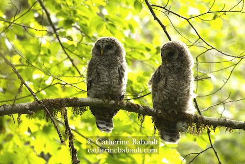 Two young barred owls on a branch. They both look slightly to their right because they just heard something. There is light green foliage in the background. The birds are backlit.