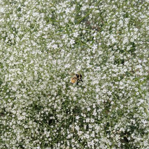 A small bumblebee foraging on one of thousands of tiny white flowers. The bee is yellow, faded orange, and black.