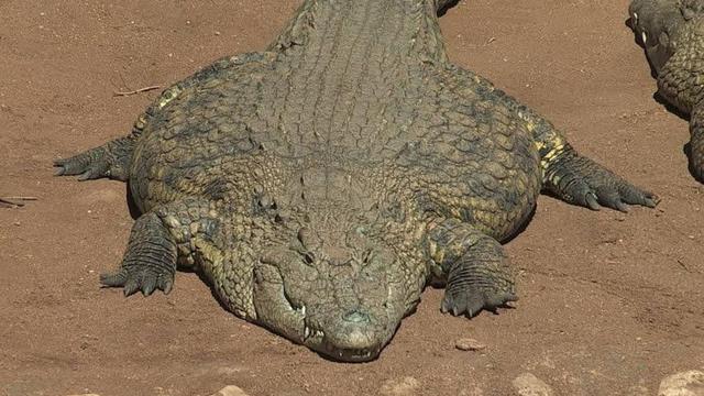 A flat alligator 