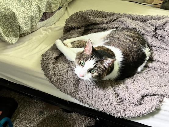 A cat lying on a sherpa blanket on a foldaway bed.  She has awakened to look at some guy with a camera, who is calling for her attention.