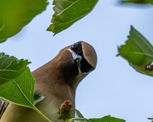 A photograph of a Cedar Waxwing looking down from above, surrounded by the leaves and a few berries of a mulberry tree.
