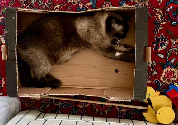 A cat is lying inside an open fruit box, stretching its paws. The box is placed on a patterned rug, with a few toys, including a yellow wooden duck, visible nearby.
