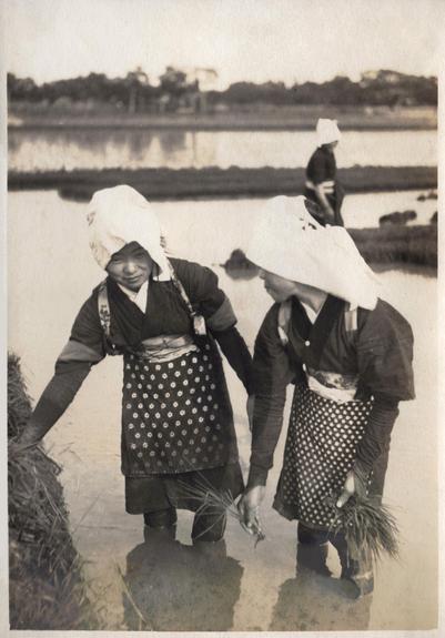 An old photo of women planting rice seedlings in the flooded fields.