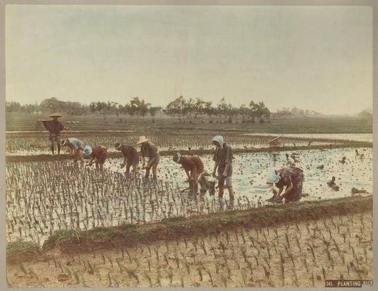 An old photo of women planting rice seedlings in the flooded fields.