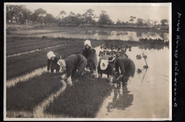 An old photo of women planting rice seedlings in the flooded fields.