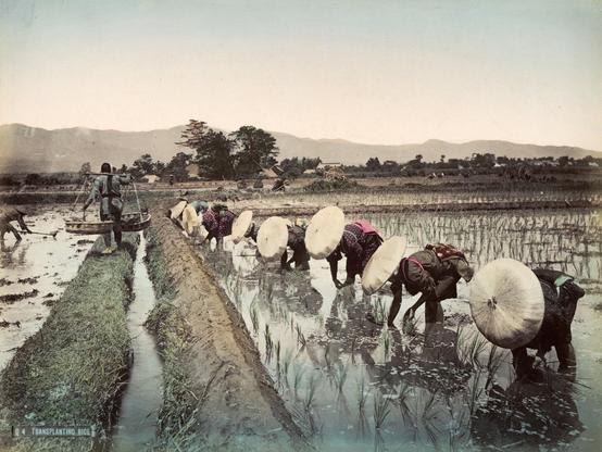 An old photo of women planting rice seedlings in the flooded fields.