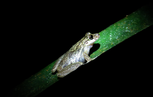 A frog with a white belly and green and brown top sitting on a long flat blade of a plant.