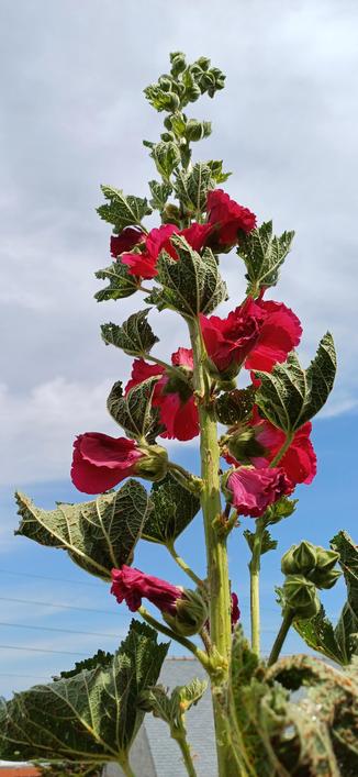 Rose trémière