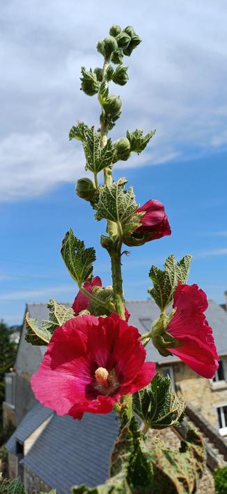 Rose trémière